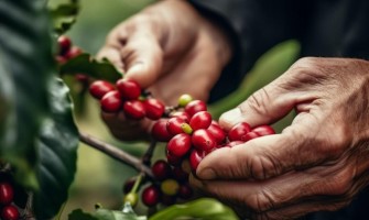 A kávé betakarítása