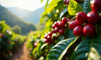 Az arabica kávé termesztése