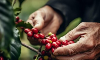 A kávé betakarítása