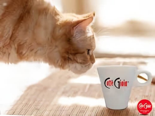 Macska, Caffé Gioia csésze