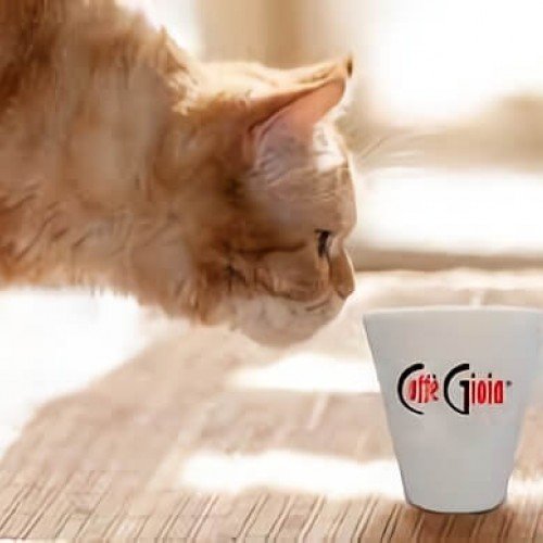 Macska, Caffé Gioia csésze
