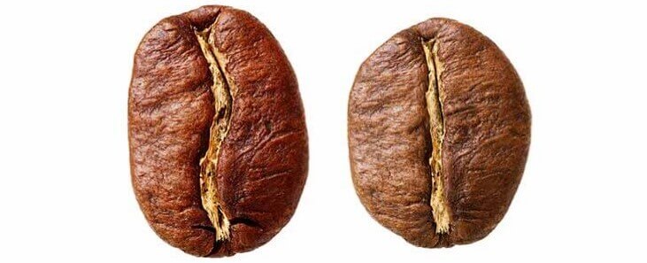 Arabica és Robusta kávészemek összehasonlítása