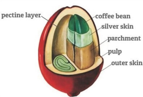 Kávécseresznye rétegei – külső héj, gyümölcshús, kávébab